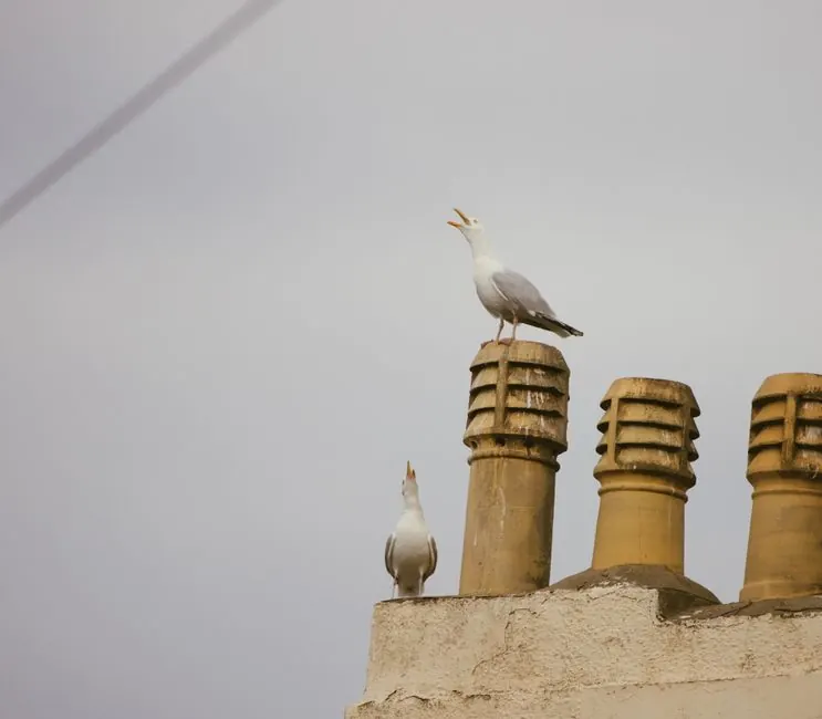 Herring gulls perched on rooftops in a seaside town, a familiar sight above Weston-super-Mare's flat roofs