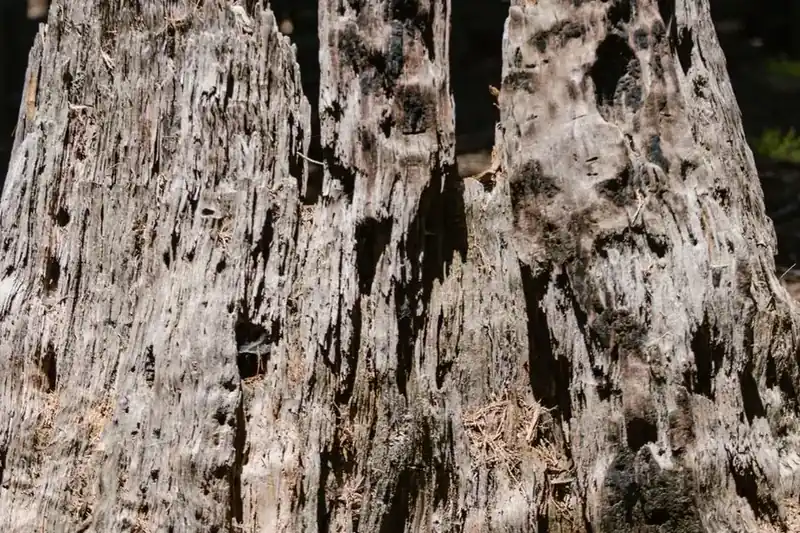 Damp, decaying timber of the kind found under a flat roof covering that has been leaking, where no coating will help