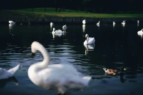 A lakeside park with swans and walking paths, the reclaimed green space of Apex Park at Highbridge