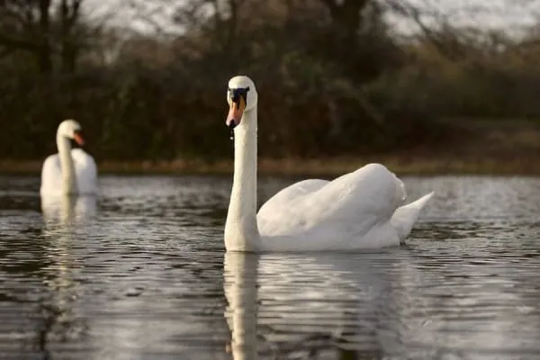 Swans and wildfowl on a calm lake ringed by paths, the local reserve at Backwell Lake near Nailsea