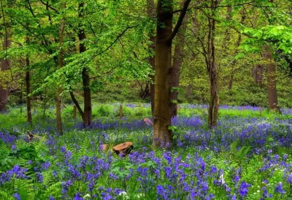 Bluebells carpeting broadleaf woodland, the kind of spring show Banwell Wood puts on below its hillfort knoll