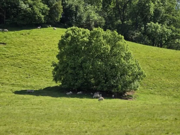 Sheep grazing a green hillside pasture, the kind of easy climbing Brent Knoll offers above the levels