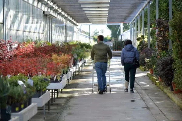 Greenhouse plant displays at a large garden centre, the kind of retail day out Cadbury Garden Centre makes near Yatton