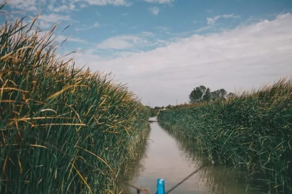 A straight waterway through flat wetland levels, the engineered course of the Huntspill River reserve near Highbridge