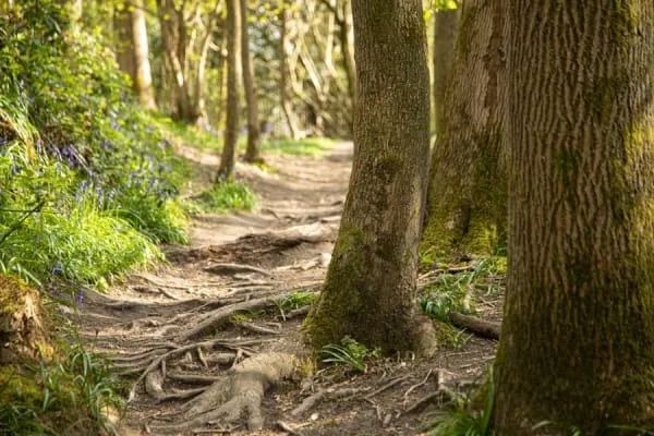 A path through ancient broadleaf woodland, the sheltered walking King's Wood offers above Winscombe