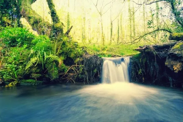A small waterfall flowing through wet woodland, the quiet corner protected at Moorend Spout in Nailsea