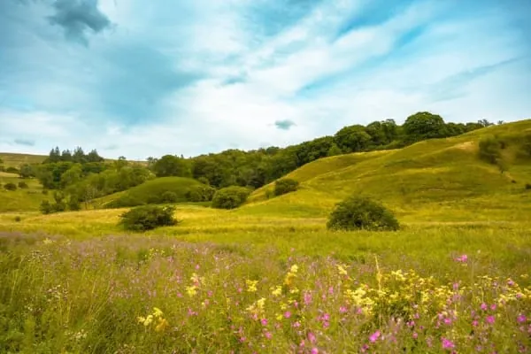 Wildflower-rich limestone grassland on a hilltop, the rare habitat Purn Hill protects at Bleadon