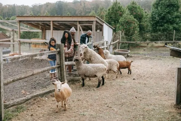 Children meeting the sheep and goats at a farm park, the kind of hands-on day out Puxton Park is known for