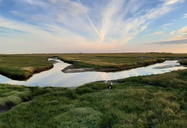 Salt marsh and rough grassland beside an estuary, the habitat protected at Walborough nature reserve by Uphill