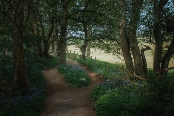 A woodland footpath running along a wooded ridge, like the paths through Weston Woods to Worlebury Camp