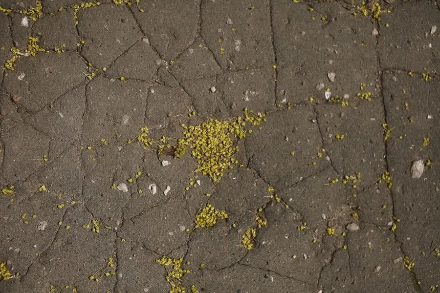 A web of fine cracks across a weathered flat roof surface near Weston-super-Mare