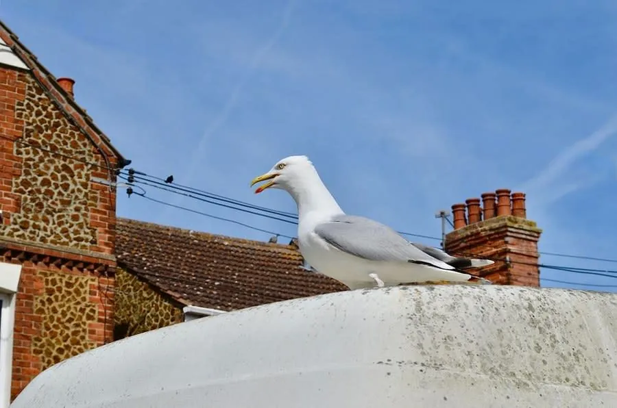 A herring gull standing on a rooftop in Weston-super-Mare
