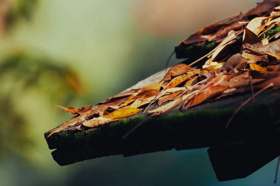 Leaf debris and moss collecting on a damp flat roof surface near Weston-super-Mare