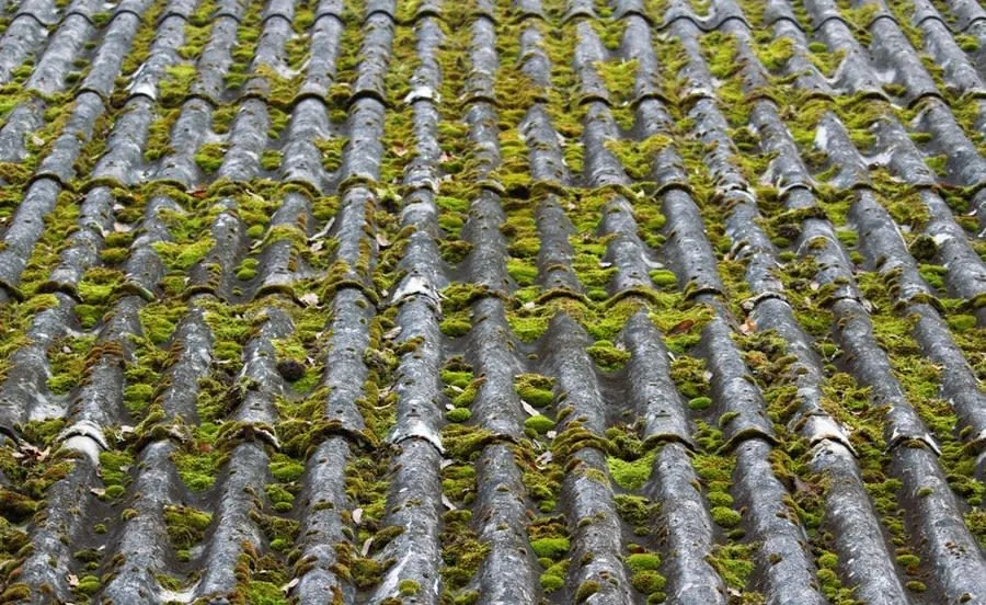 Moss establishing itself in rows across a roof near Weston-super-Mare