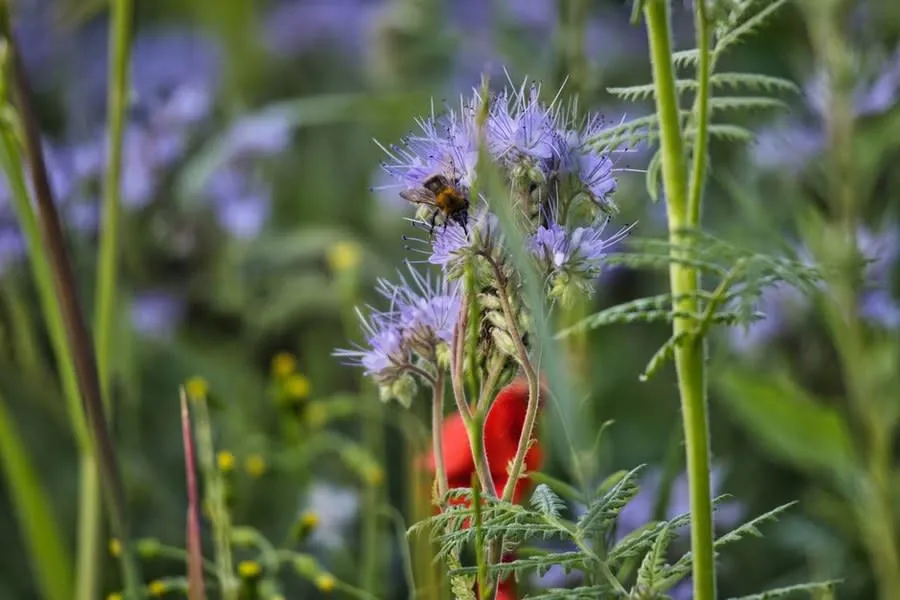 A bee working wildflowers of the kind a sedum roof supports through the summer