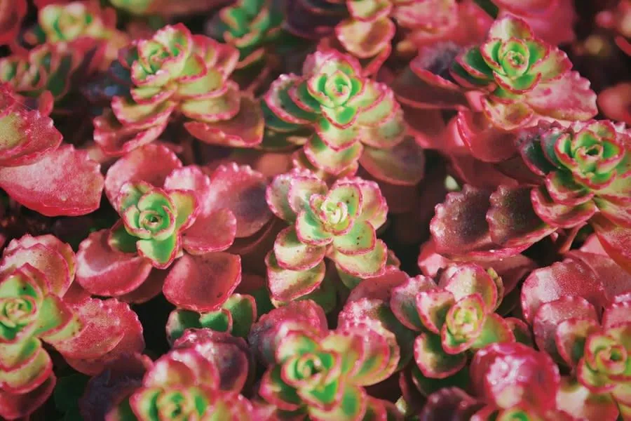 A carpet of mixed sedum varieties, the planting used on lightweight garage green roofs